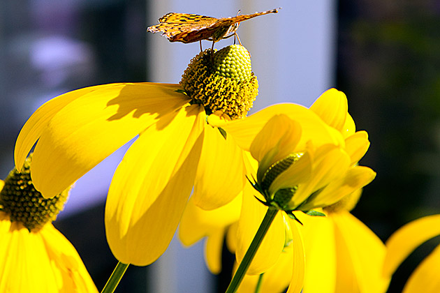 McCall - Idaho's Four Season Getaway 15 McCall Butterfly