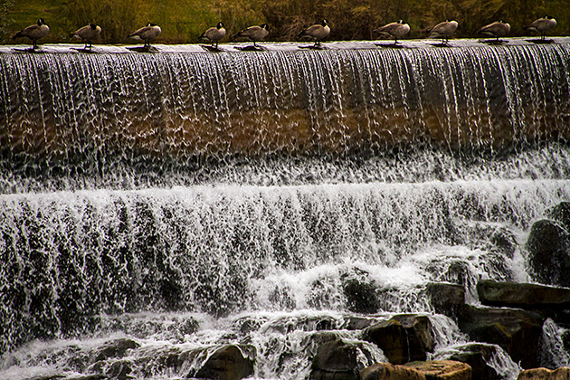 Idaho Fall Ducks