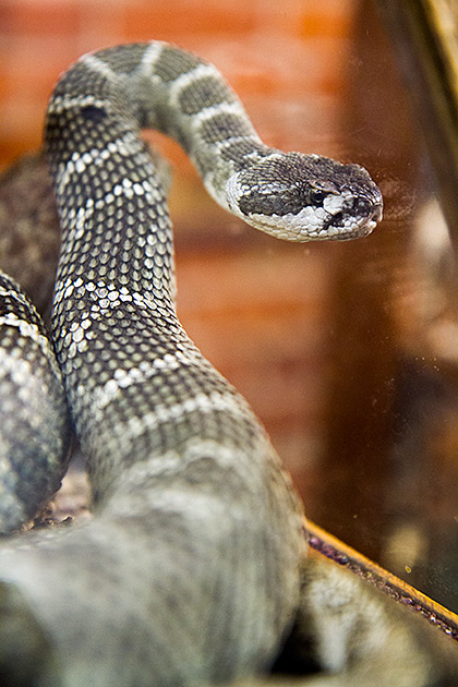 The Artsy University Town of Moscow 56 Idaho Rattle Snake