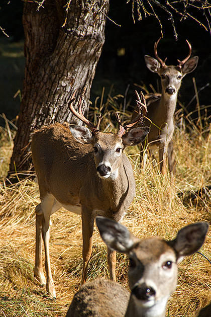 The Pend Oreille Scenic Byway 3 3 Deer Of Idaho
