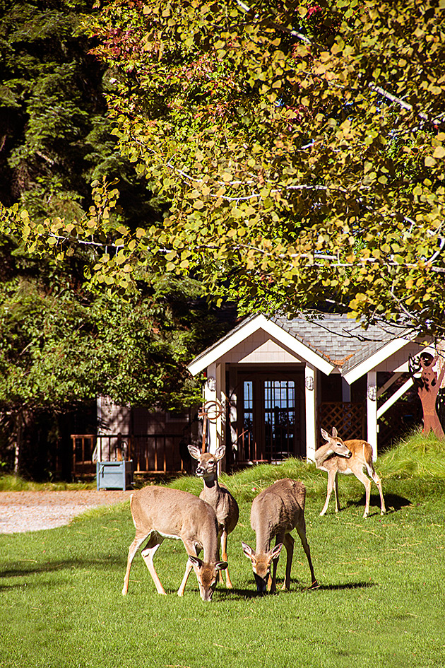 The Pend Oreille Scenic Byway 2 Deer Home Avasion