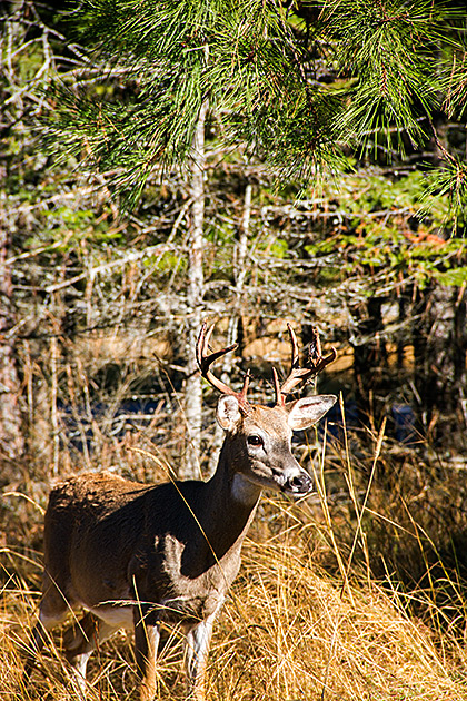 The Pend Oreille Scenic Byway 4 Hunting IN Idaho