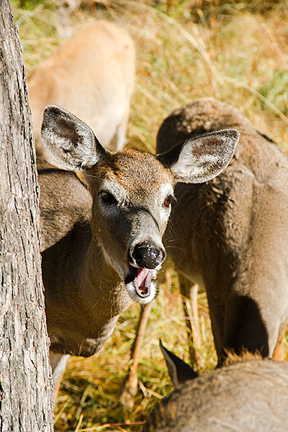The Pend Oreille Scenic Byway 5 Munching Deer