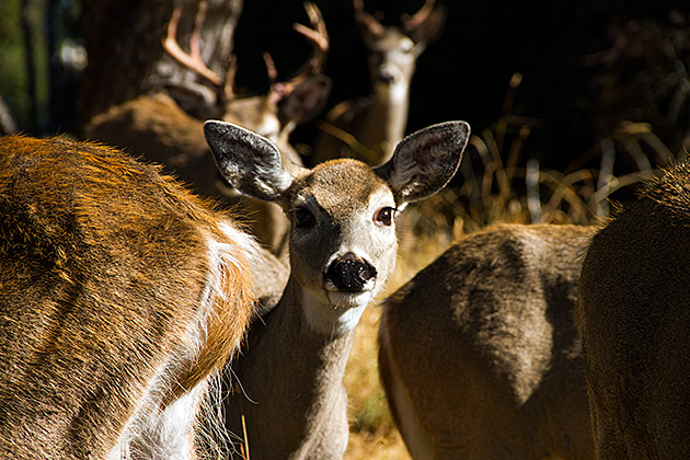 The Pend Oreille Scenic Byway 6 Super Cute Deer