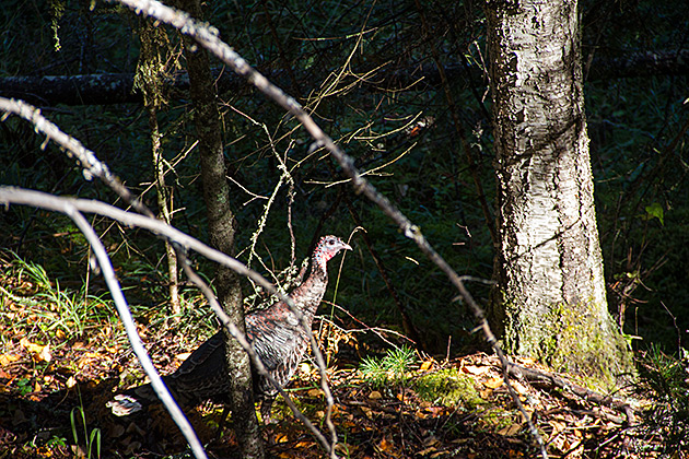 The Pend Oreille Scenic Byway 7 Wild Turkey Idaho
