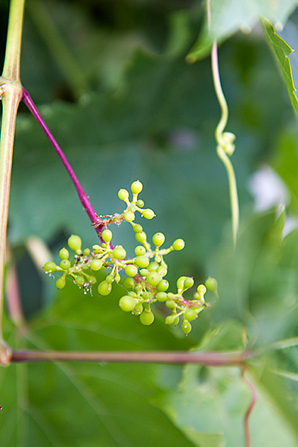 Baby Grapes