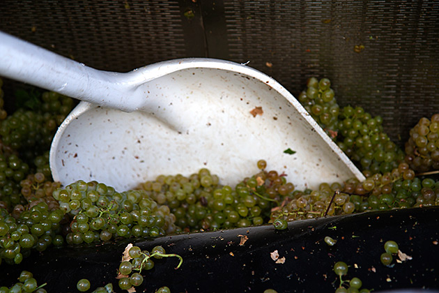Grape Harvest Break