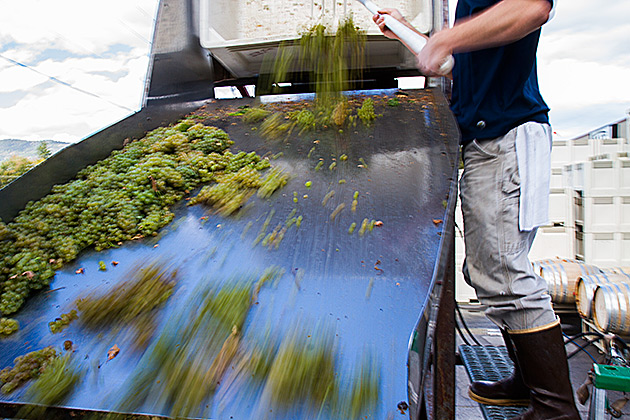 Idaho Grape Pressing