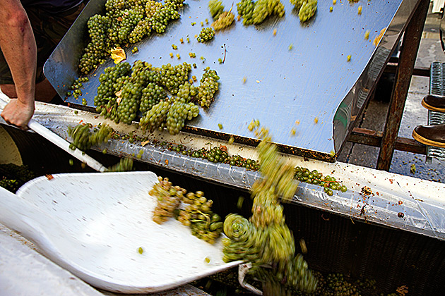 Rolling Grape
