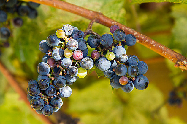 Vinyard Idaho