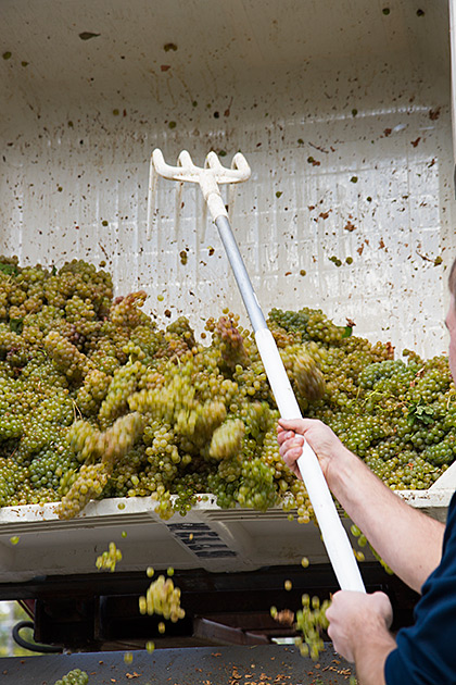 Wein Ernte