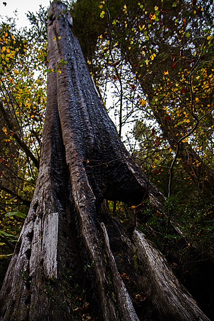 Burned Tree