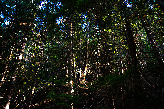 Forrest Wallace Idaho