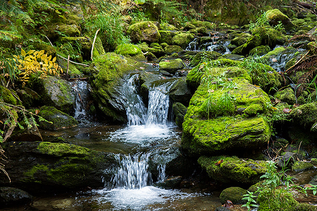 Green Fall