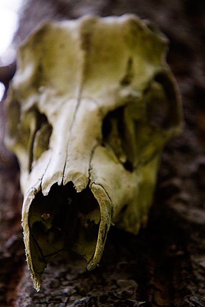 Skull Idaho