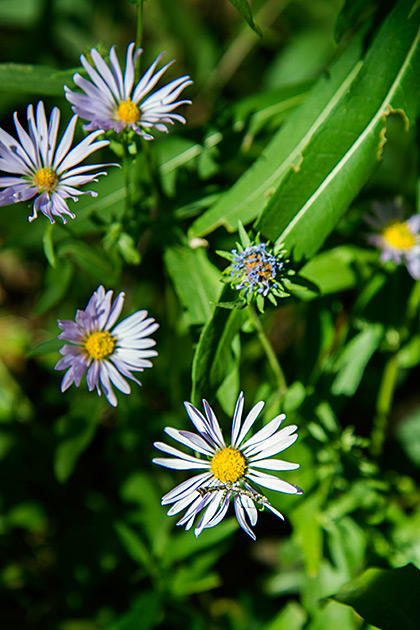 Flowers of Idaho