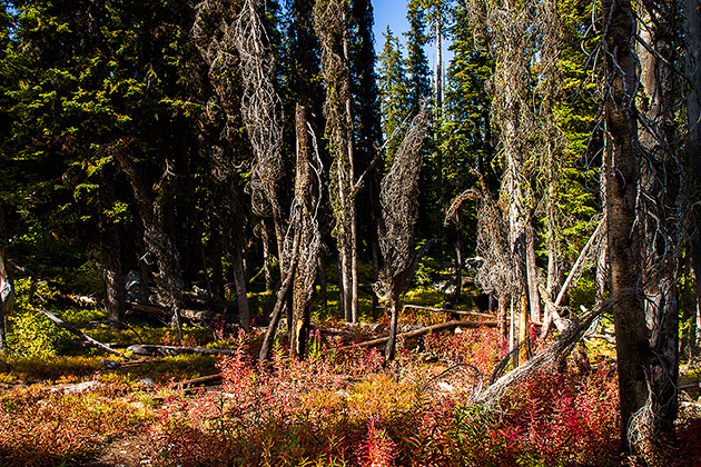 Idaho in Fall