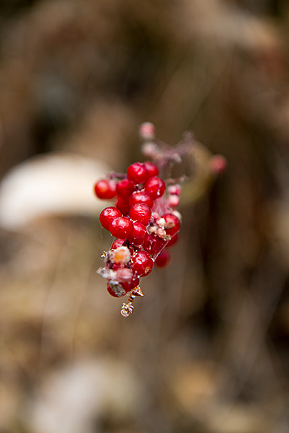 Bear Berries