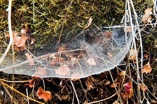 Crazy Spider Nest