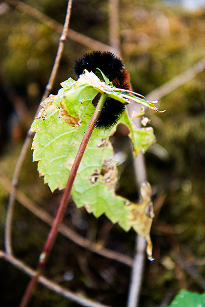 Fuzzy Worm