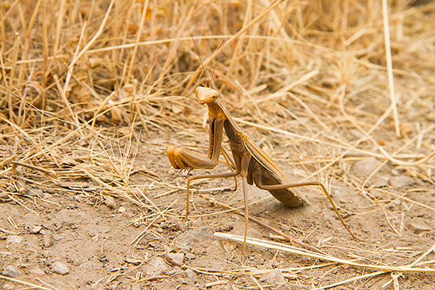 Praying mantis