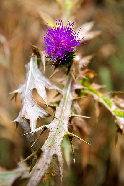 Sharp Flower