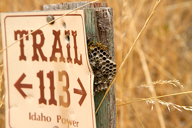 Trail Wasps