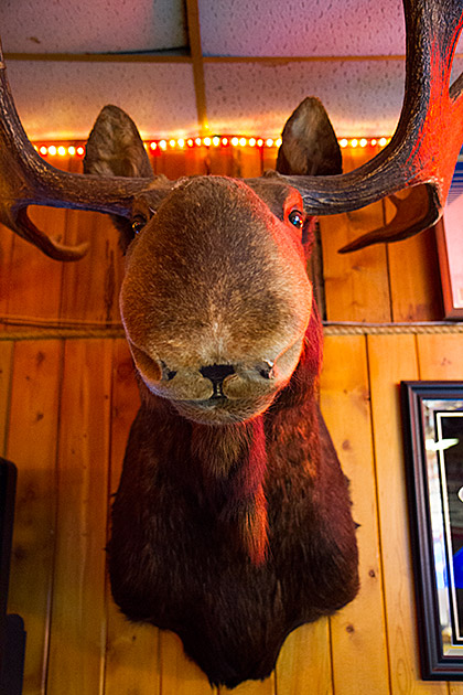 Go West, Young Men! 35 Moose