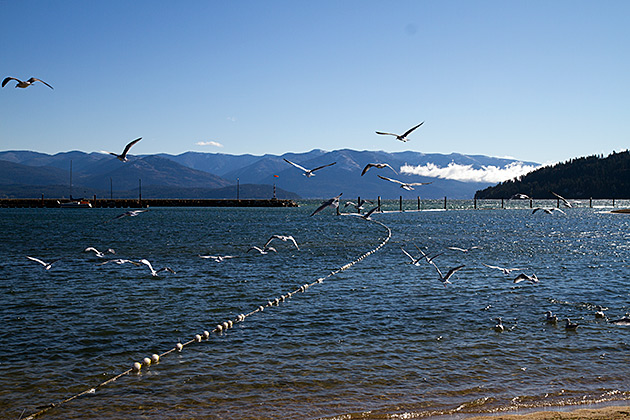 Seaguls Idaho
