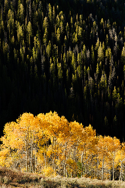 Golden Fall Idaho