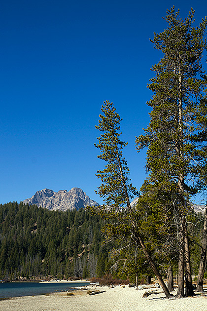 Redfish Lake Trees