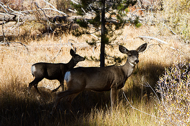 Stanley Deer