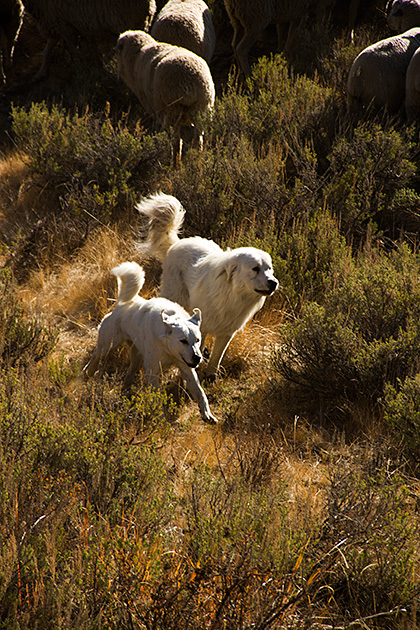 Juergen and the Sheep 24 Busy Dogs