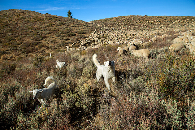 Juergen and the Sheep 25 Dog Attack
