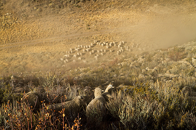 Juergen and the Sheep 7 Dusty Sheep