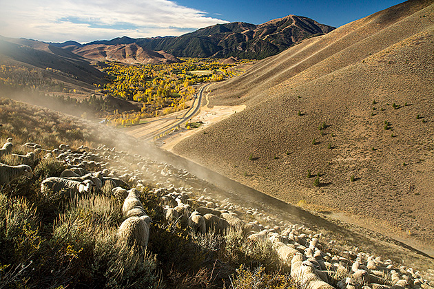 Juergen and the Sheep 5 Festivals In The United States