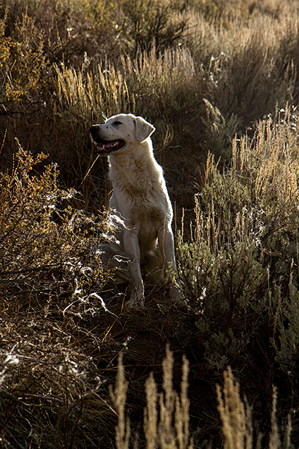 Juergen and the Sheep 23 Great Pyrenees