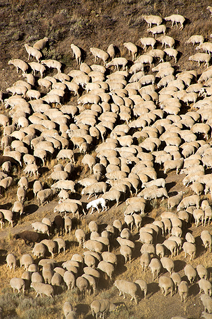 Juergen and the Sheep 9 Hidden Dog
