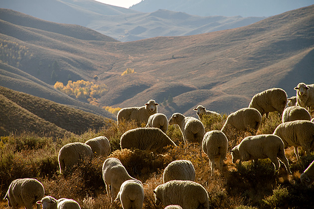 Juergen and the Sheep 14 Idaho Travel Blog