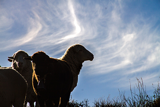 Juergen and the Sheep 15 Lamb