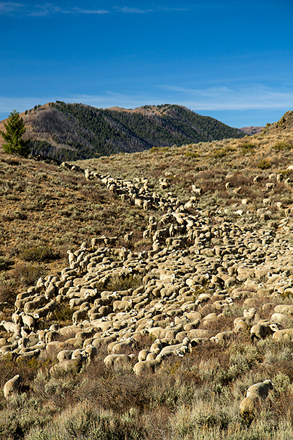 Juergen and the Sheep 18 Lost Sheep