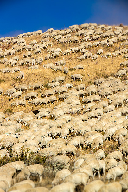 Juergen and the Sheep 21 Out Of Control Sheep