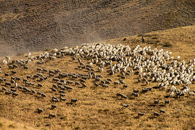 Juergen and the Sheep 16 Schafe Idaho