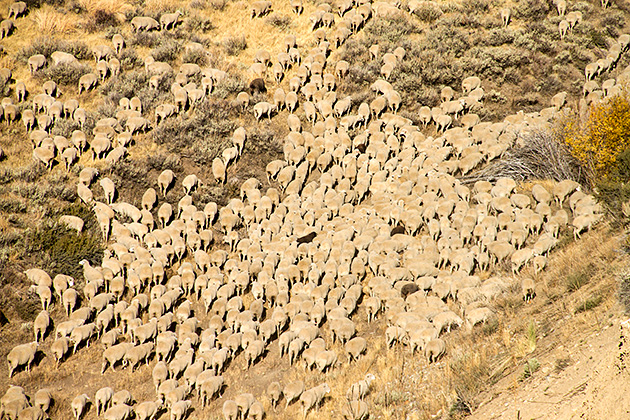 Juergen and the Sheep 8 Sheep Festival