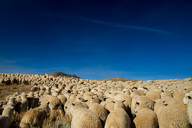 Juergen and the Sheep 20 Sheep Landscape