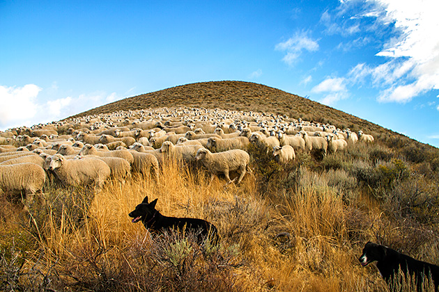 Juergen and the Sheep 2 Sheep On The Hill