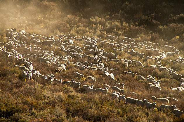 Juergen and the Sheep 17 Sheep Photo Blog