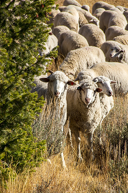 Juergen and the Sheep 22 Shy Sheep