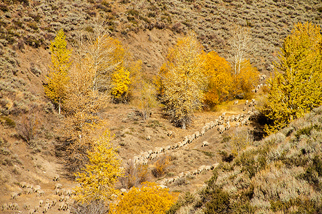 Juergen and the Sheep 10 Trailing Sheep Sun Valley