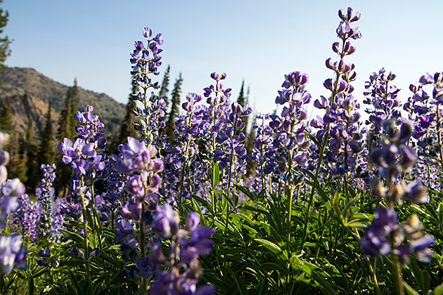 Beauty of Idaho